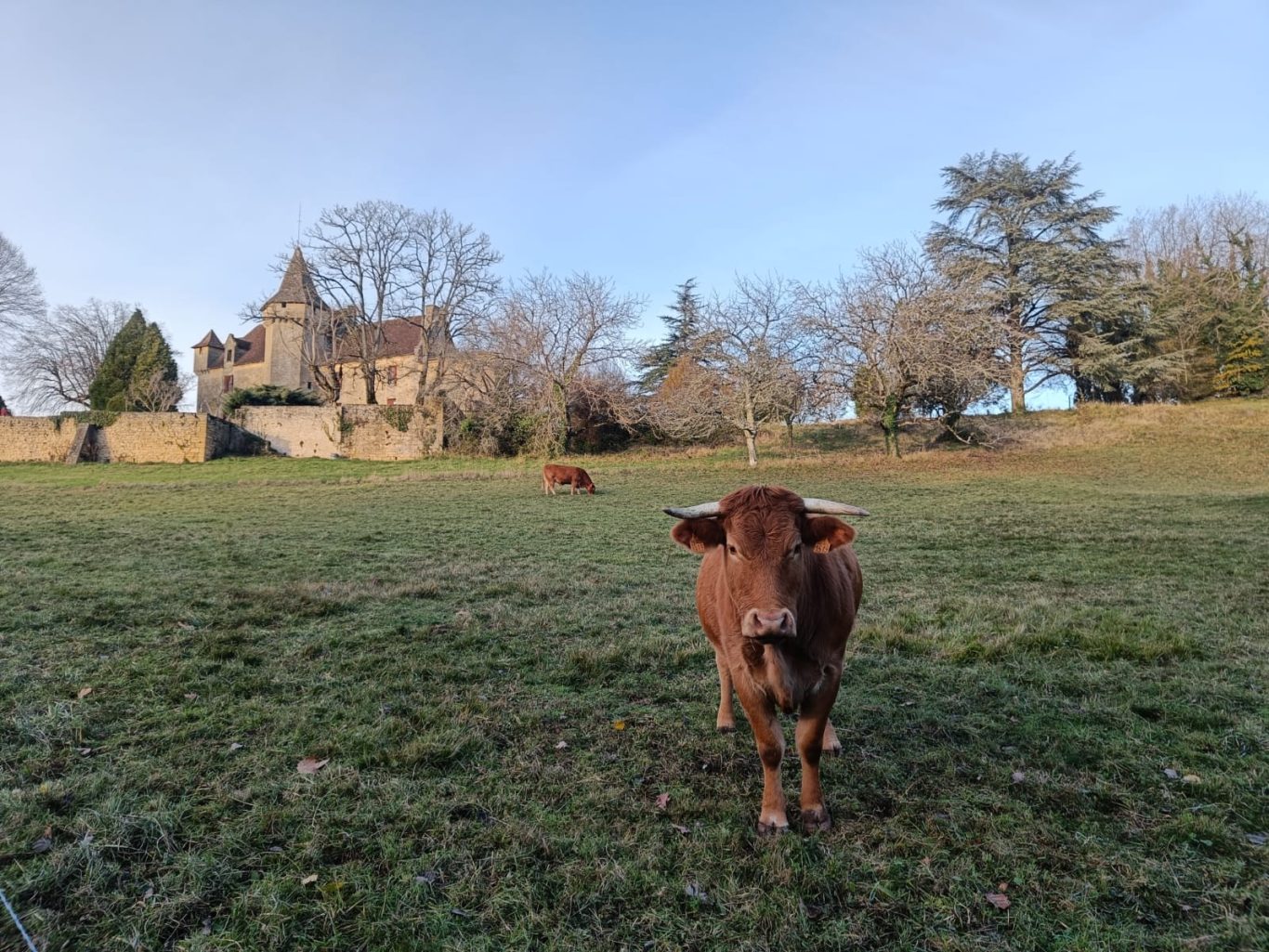 Château de Campagnac Château de Campagnac, elle est à la campagne au nord de Sarlat, se trouve des animaux des fermes alentours.